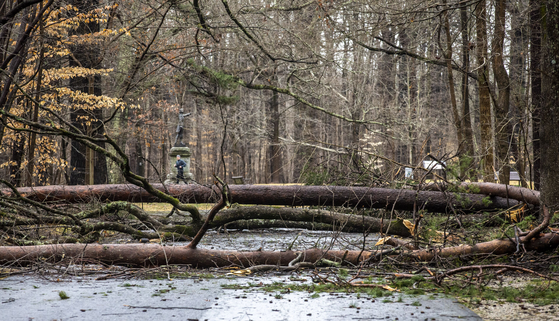 Battleground Trees